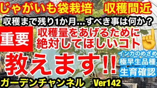 【じゃがいも　袋栽培】収穫まで残り1ヶ月‼︎最後の管理方法を紹介しますVer142【カーメン君】【じゃがいも】【袋栽培】【春じゃがいも】【栽培方法】