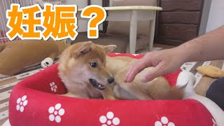 【柴犬小夏】偽妊娠始まりました　生後９ヶ月　後編　小夏ネイルサロン