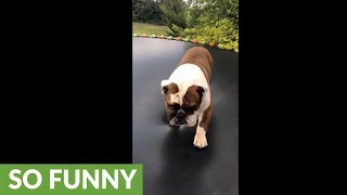 Pouting bulldog sadly sits on his trampoline