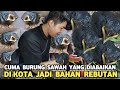 TENGKEK UDANG LEWAT..!! SIAPA SANGKA BURUNG KAMPUNG JADI GURU VOCAL HANDAL DIKOTA JADI BURUNG MAHAL