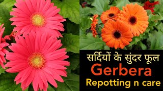 Best winter flowering Gerbera plant repotting, gerbera care n fertilizer, जरबेरा के पौधे की देखभाल