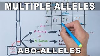 Multiple Alleles