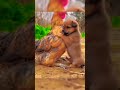 Friendship/puppy and chicken A Beautiful moment 🥰#short