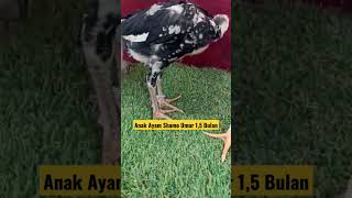 Anak Ayam Shamo Umur 1,5 Bulan #shorts #shortvideo #anakayam #shamo