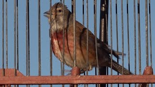 Precioso Pardillo rojo cantando