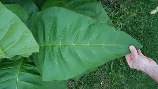 Home Grown Tobacco from Seed to Six Feet Tall