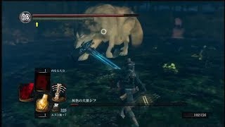 DARK SOULS リマスター　５周目　アヴェリン\u0026残滅で頑張る(^^)　シフ戦＆公王に挑む！！