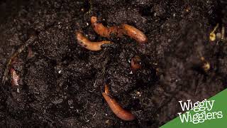 How to Add More Garden Worms