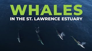 St. Lawrence Estuary: Protecting and Coexisting with Whales