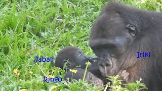 Gorilla Iriki mom holding son Ringo \u0026 little gorilla baby Jabali2021-9-28 1531