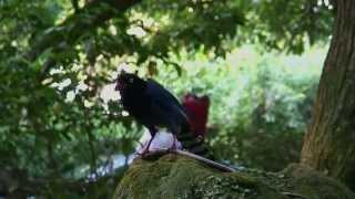 台灣藍鵲的早餐- 蛇 Taiwan Blue Magpie \u0026 Snake (1)