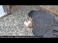 5-6-22 Second chick hatches