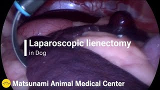 犬の腹腔鏡下脾臓摘出手術（解説付き）／ Laparoscopic lienectomy in dog, with commentary