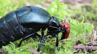 Cardinal Beetle Pyrochroa serraticornis and Violet Oil Beetle Meloe violaceus May 2020