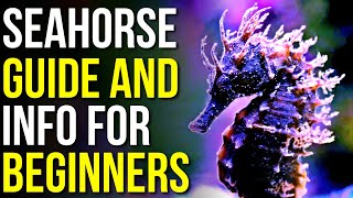Seahorse Info and Care! | All About the Seahorse