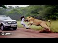 Singa Mengamuk & Menyerang Manusia! 15 Momen Hewan Mengamuk