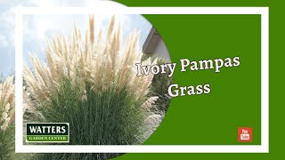 September Companion Plants - Pampas Grass