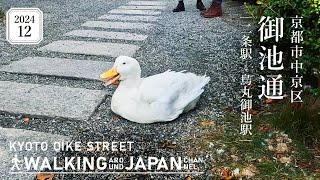 【4K/京都散歩】京都市中京区御池通（二条‐烏丸御池）を街歩き Walking around Oike dori,Kyoto,Japan,2024