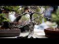 bonsai collection at meijer gardens hornbeam