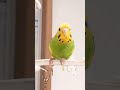 水浴びした後のインコの行動