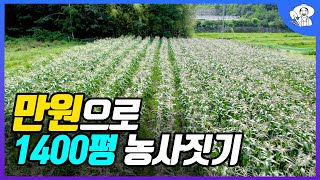 연고 없이 귀농해서 초당옥수수 키우는 31살 청년농부