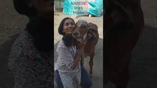 Prem ni Doriye Bandhi me Nandni ne Gaiya maiya Kapila Gaiya Surbhi maiya kamdhenu gir cow Farm #cow