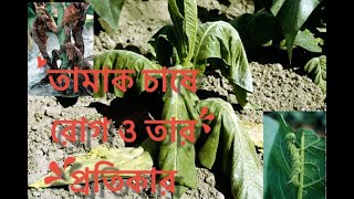 তামাক চাষে রোগ আক্রমন তার প্রতিকার ।। Diseases and their remedies in tobacco cultivation