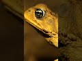 Cane Toad Causing Problems #learn #toad #canetoad #amphibians #problems