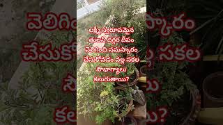 లక్ష్మీ స్వరూపమైన తులసి దగ్గర దీపం వెలిగించి నమస్కారం చేసుకోవడం? #dharmasandehalu #నిత్యాసత్యాలు