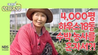 [역전의부자농부 268회] 4,000평 하우스 18동 수박 농사를 혼자서?!