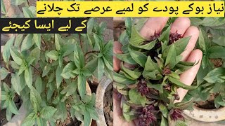 Basil plants grow and care| Niazbo plants Herbal plant