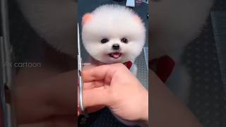 so cute dog || cute pappy #shorts #viral #trending 😍✨️💕