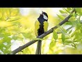 Peaceful Relaxing Instrumental Music Meditation Calm Music quotSpring Birdsquot By Tim Janis Peaceful Relaxing Instrumental Music Meditation Calm Music quotSpring Birdsquot By Tim Janis