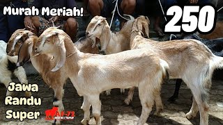 250 RIBU MURAH MERIAH ‼️ HARGA KAMBING HARI INI | KAMBING JAWA RANDU SUPER #af72new