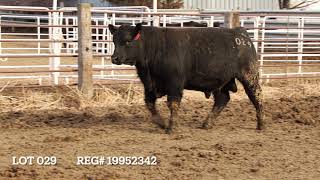 Lot 029  | 2021 Nick Risse’s Registered Angus Bull Sale