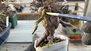 【SNP9】【SNP7】ジンシャリ塗り塗り #盆栽 #bonsai