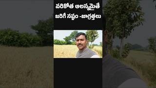 వరికోత ఆలస్యమైతే 🤔 #agriculture #paddycultivation