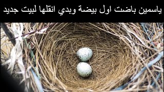 هل يهجر الكناري عشه إذا تم نقله إلى مكان او قفص جديد؟ سلسلة الكناري تكاثر الجزء 11