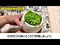 セダムの育て方【植え付け編】初心者でもできる簡単な植え付け方を解説！