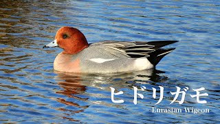 ヒドリガモの鳴き声｜日本野鳥情報局