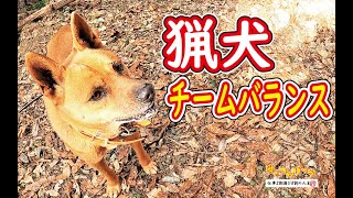 【猪猟】我が猟犬隊のチームバランス