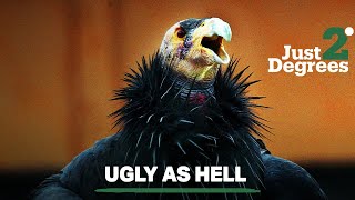 Just 2 Degrees: Scientists resurrect California condor