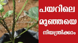 പയറിലെ മുഞ്ഞയെ നിയന്ത്രിക്കാം | Payarile Munjaye Thurathan | Management of cowpea aphid