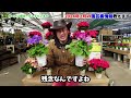 【ここだけの話】２月の園芸店ホームセンターにはご注意ください　【カーメン君】【園芸】【ガーデニング】【初心者】