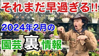 【ここだけの話】２月の園芸店ホームセンターにはご注意ください　【カーメン君】【園芸】【ガーデニング】【初心者】