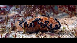 Glossodoris cinta