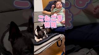 姉としてそこは…🐶しっかり妹に譲るのだ👶【ボストンテリア】こむぎ #shorts