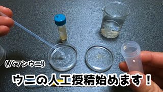 [声]バフンウニの卵と精子を使って「人工授精」に挑戦してみました！！