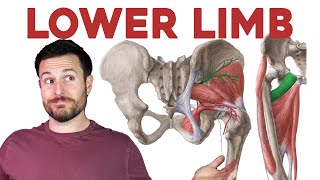 How to Remember Every Muscle of the Lower Limb and Leg | Corporis