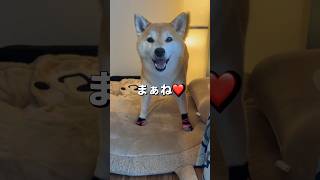 病院って聞くと態度が豹変する😅#柴犬 #shiba #shorts